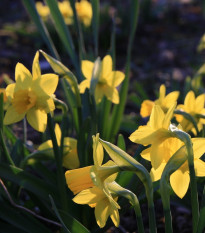 Narcis Tete a Tete - Narcissus L. - predaj cibuľovín - 3 ks