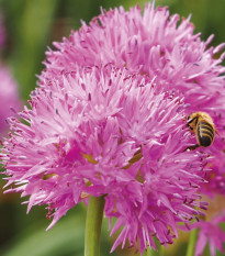 Cesnak Carolinianum - Allium - predaj cibuľovín - 3 ks