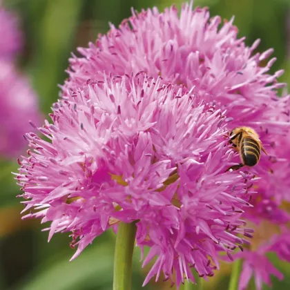 Cesnak Carolinianum - Allium - predaj cibuľovín - 3 ks