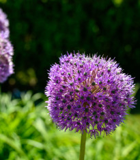 Cesnak His Excellency - Allium - predaj cibuľovín - 1 ks