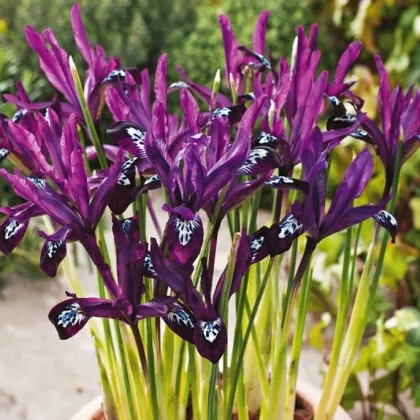 Kosatec sieťkovaný Pauline - Iris reticulata - predaj cibuľovín - 3 ks