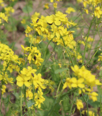 BIO Horčica čierna - Brassica nigra - predaj bio semien - 60 ks