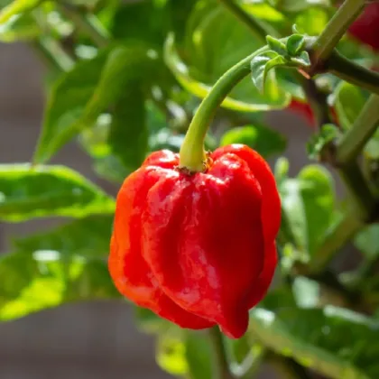 Chilli 7 Pot Douglah Red - Capsicum chinense - predaj semien - 7 ks