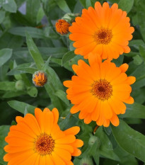 Nechtík lekársky Orange Daisy - Calendula officinalis - predaj semienka - 60 ks