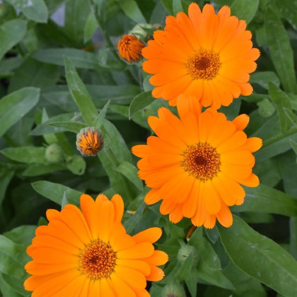 Nechtík lekársky Orange Daisy - Calendula officinalis - predaj semienka - 60 ks