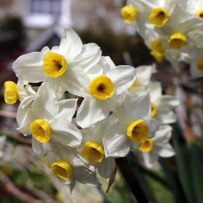 Narcis Minnow - Narcissus L. - predaj cibuľovín - 3 ks