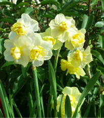 Narcis White Lion - Narcissus L. - predaj cibuľovín - 3 ks