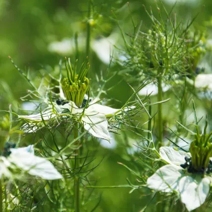 Černuška damašská biela - Nigella damascena - predaj semien - 150 ks