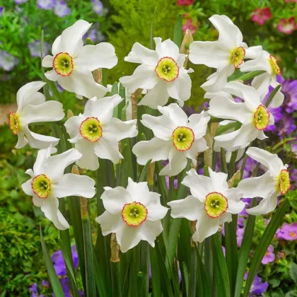 Narcis poeticus recurvus Pheasant eye - Narcissus - predaj cibuľovín - 3 ks