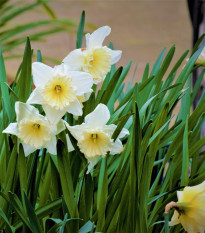 Narcis Mount Hood - Narcissus trumpet - predaj cibuľovín - 3 ks