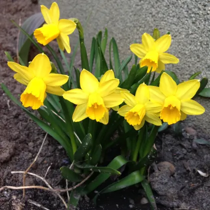 Narcis Barenwyn - Narcissus - predaj cibuľovín - 3 ks