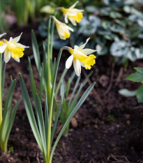 Narcis Topolino - Narcissus L. - predaj cibuľovín - 3 ks