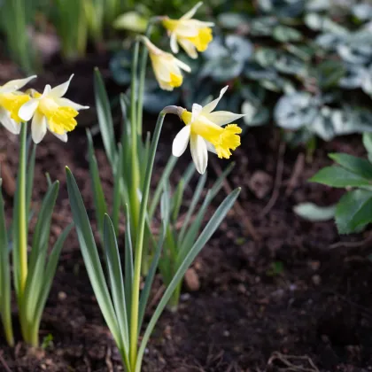 Narcis Topolino - Narcissus L. - predaj cibuľovín - 3 ks