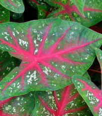 Kaládium Pink Beauty - Caladium bicolor - predaj cibuľovín - 1 ks