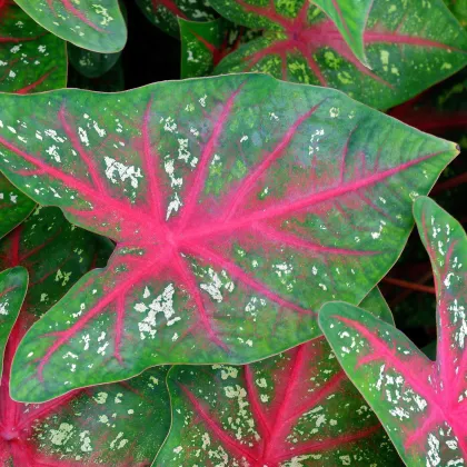 Kaládium Pink Beauty - Caladium bicolor - predaj cibuľovín - 1 ks