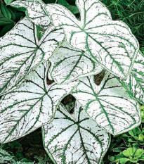 Kaládium Candidum Sr - Caladium bicolor - predaj cibuľovín - 1 ks