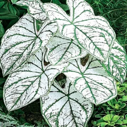 Kaládium Candidum Sr - Caladium bicolor - predaj cibuľovín - 1 ks