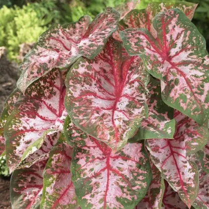 Kaládium Carolyn Whorton - Caladium bicolor - predaj cibuľovín - 1 ks