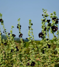 BIO Topoľovka ružová - Alcea rosea nigra - predaj bio semien - 15 ks