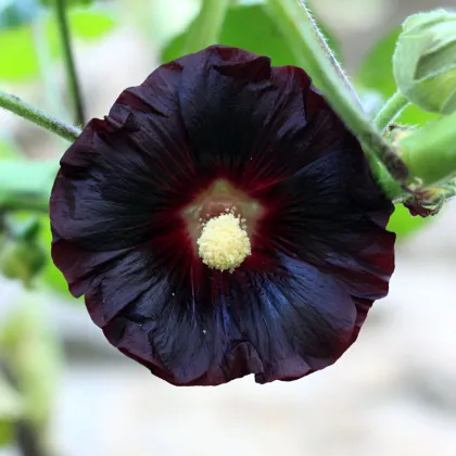 BIO Topoľovka ružová - Alcea rosea nigra - predaj bio semien - 15 ks