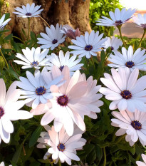 Africká sedmokráska White - Osteospermum ecklonis - predaj semien - 6 ks