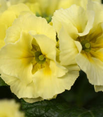 Prvosienka Inara F1 Lemon yellow - Primula elatior - predaj semien - 20 ks