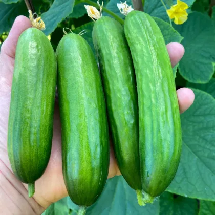 BIO Uhorka Mirella - Cucumis sativus - predaj bio semien - 10 ks