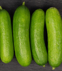 BIO Uhorka Mirella - Cucumis sativus - predaj bio semien - 10 ks