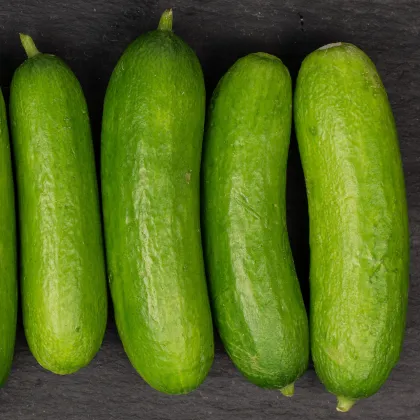 BIO Uhorka Mirella - Cucumis sativus - predaj bio semien - 10 ks