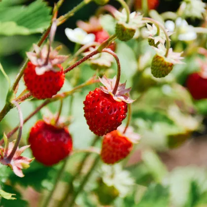 BIO Jahody stáleplodiace Reine des Vallées - Fragaria ananassa - predaj semien - 10 ks