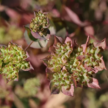 Prerastlík okrúhlolistý - Bupleurum rotundifolium B. griffithii - predaj semien - 60 ks