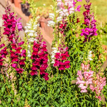 Papuľka najväčšia zmes farieb - Antirrhinum maximum - predaj semien - 400 ks