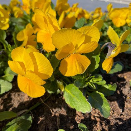 BIO Fialka ostrohatá žltá - Viola cornuta - predaj bio semien - 20 ks