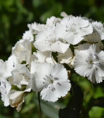 BIO Klinček bradatý Sweet William - Dianthus barbatus - predaj bio semien - 18 ks