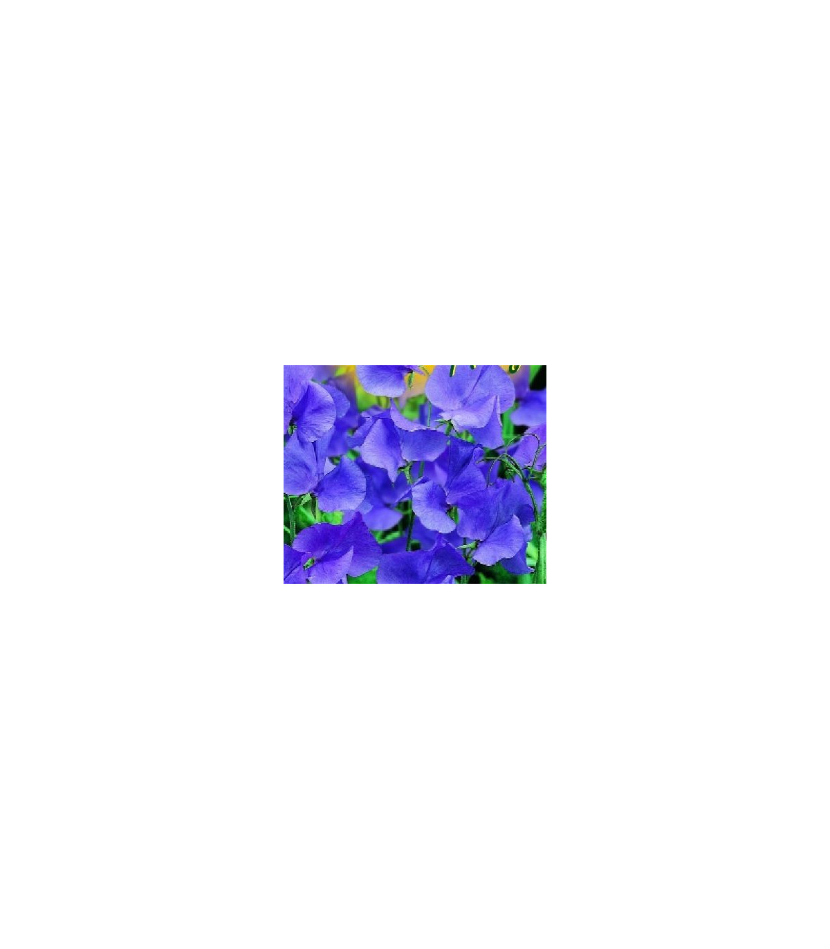 Hrachor popínavý modrý - Lathyrus odoratus - semiačka - 20 ks