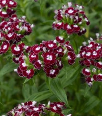 BIO Klinček bradatý Sweet William Chris - Dianthus barbatus - predaj bio semien - 18 ks