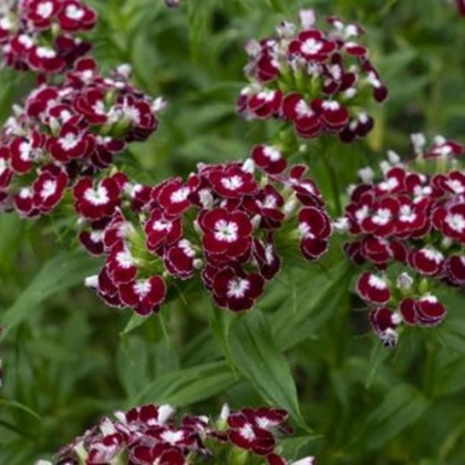 BIO Klinček bradatý Sweet William Chris - Dianthus barbatus - predaj bio semien - 18 ks