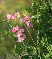 Hrachor voňavý kráľovský lososovo ružový - Lathyrus odoratus - predaj semien - 20 ks