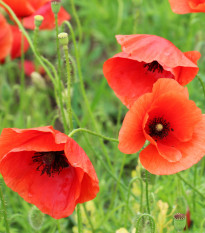 BIO Mak vlčí červený - Papaver rhoeas - predaj semien - 100 ks