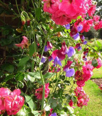 Hrachor voňavý ružový - Lathyrus odoratus - predaj semien - 20 ks