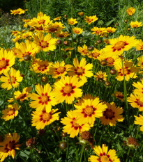 BIO Krásnoočko farebné - Coreopsis tinctoria - predaj semien - 50 ks