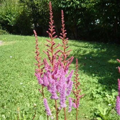 Astilba čínska fialová - Astilbe chinensis - predaj semien - 10 ks