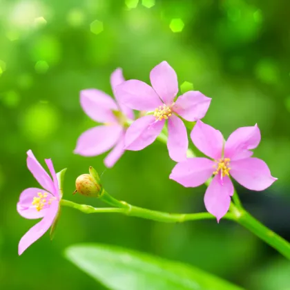 Ženšen korejský - Portulaka metlinatá - Talinum paniculatum - semená ženšenu - 15 ks