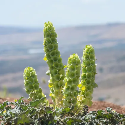 Írsky zvonček - Moluccella laevis - predaj semien - 50 ks