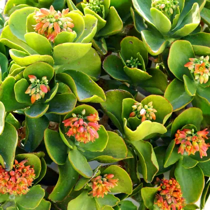 Kalanchoe thyrsiflora - Kalanchoe - predaj semien - 15 ks