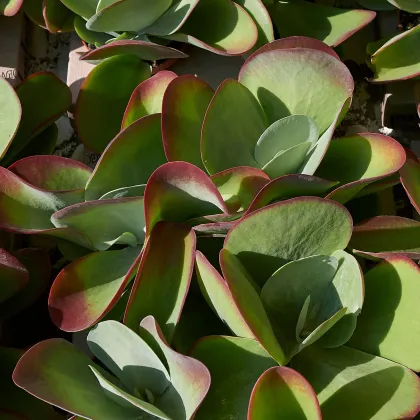 Kalanchoe thyrsiflora - Kalanchoe - predaj semien - 15 ks