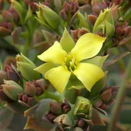 Kalanchoe grandiflora - Kalanchoe - predaj semien - 20 ks