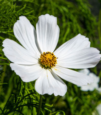 Krasuľka perovitá Cosmini White - Cosmos bipinnatus - predaj semien - 20 ks