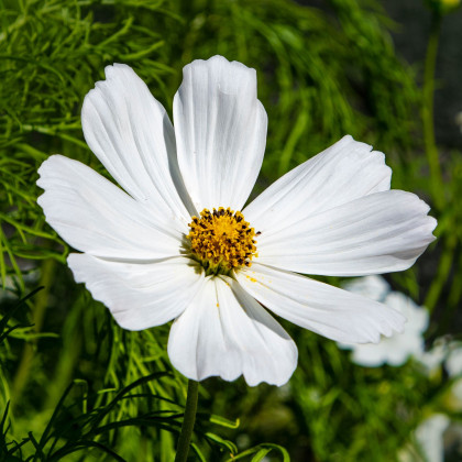 Krasuľka perovitá Cosmini White - Cosmos bipinnatus - predaj semien - 20 ks