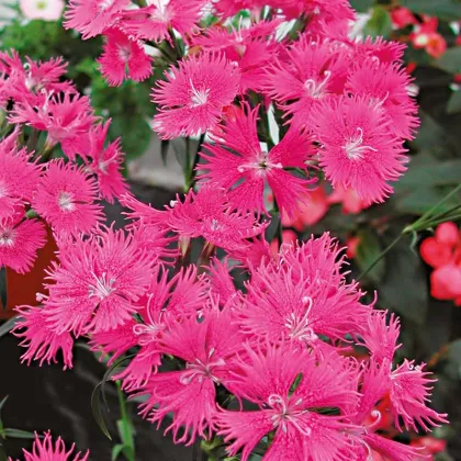 Klinček bradatý Bouquet Purple F1 - Dianthus barbatus - predaj semien - 20 ks